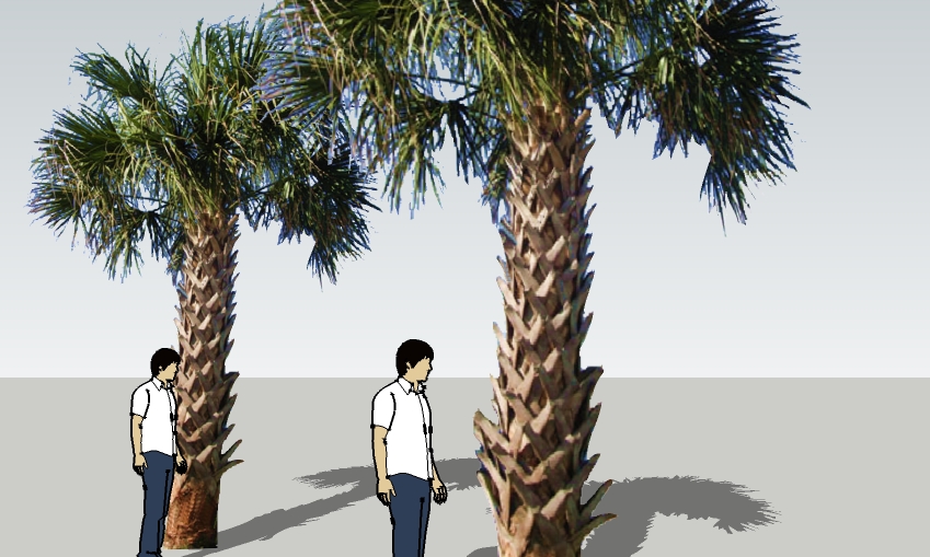 Sabal palmetto - Cabbage Palm 16' booted