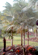 Thrinax Palm