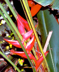 Heliconia